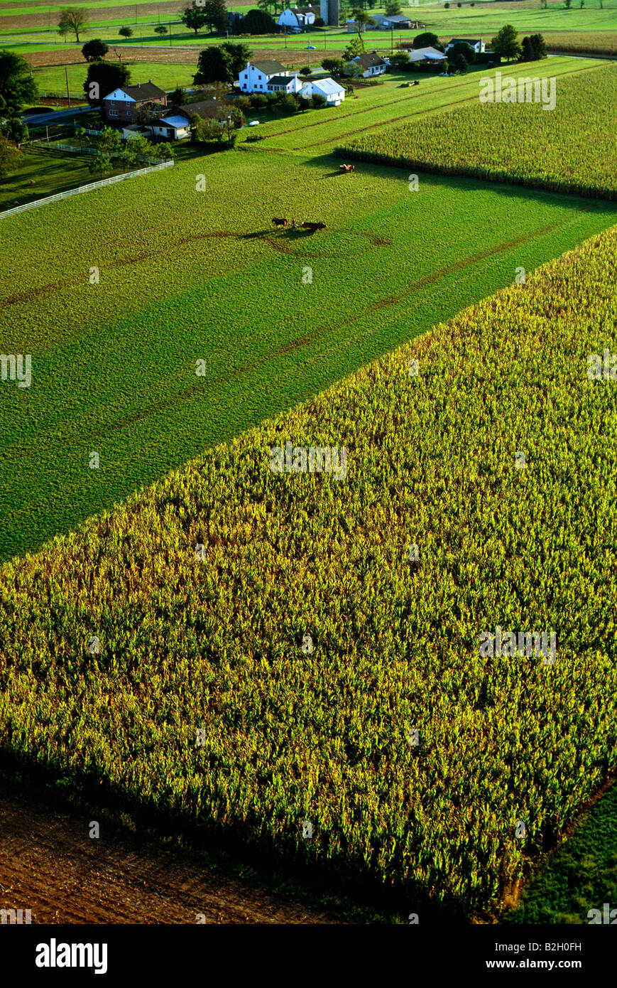 Vue aérienne de l'espace rural Pennsylvania Dutch Country, extrêmement fertiles terres agricoles administré principalement par la plaine, les gens ou les Amish Banque D'Images