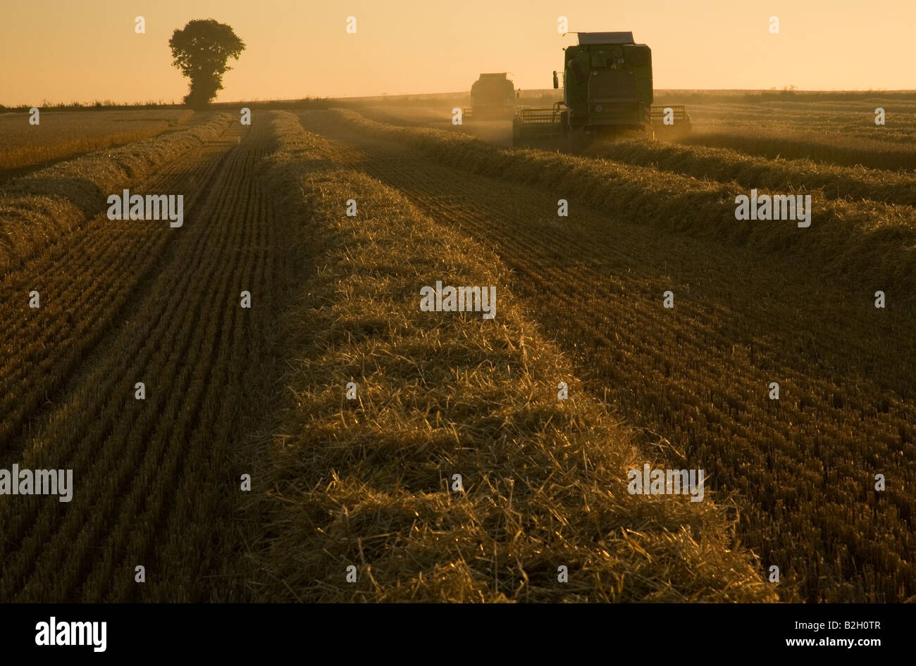 Deux moissonneuses-batteuses d'un champ d'orge coupe jusque tard dans la soirée Banque D'Images