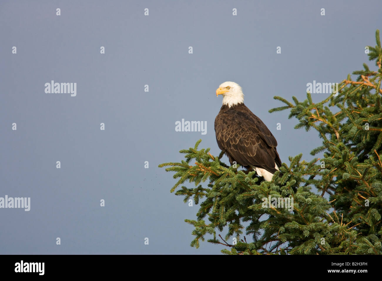 Pygargue à tête blanche (Haliaeetus leucocephalus) Banque D'Images