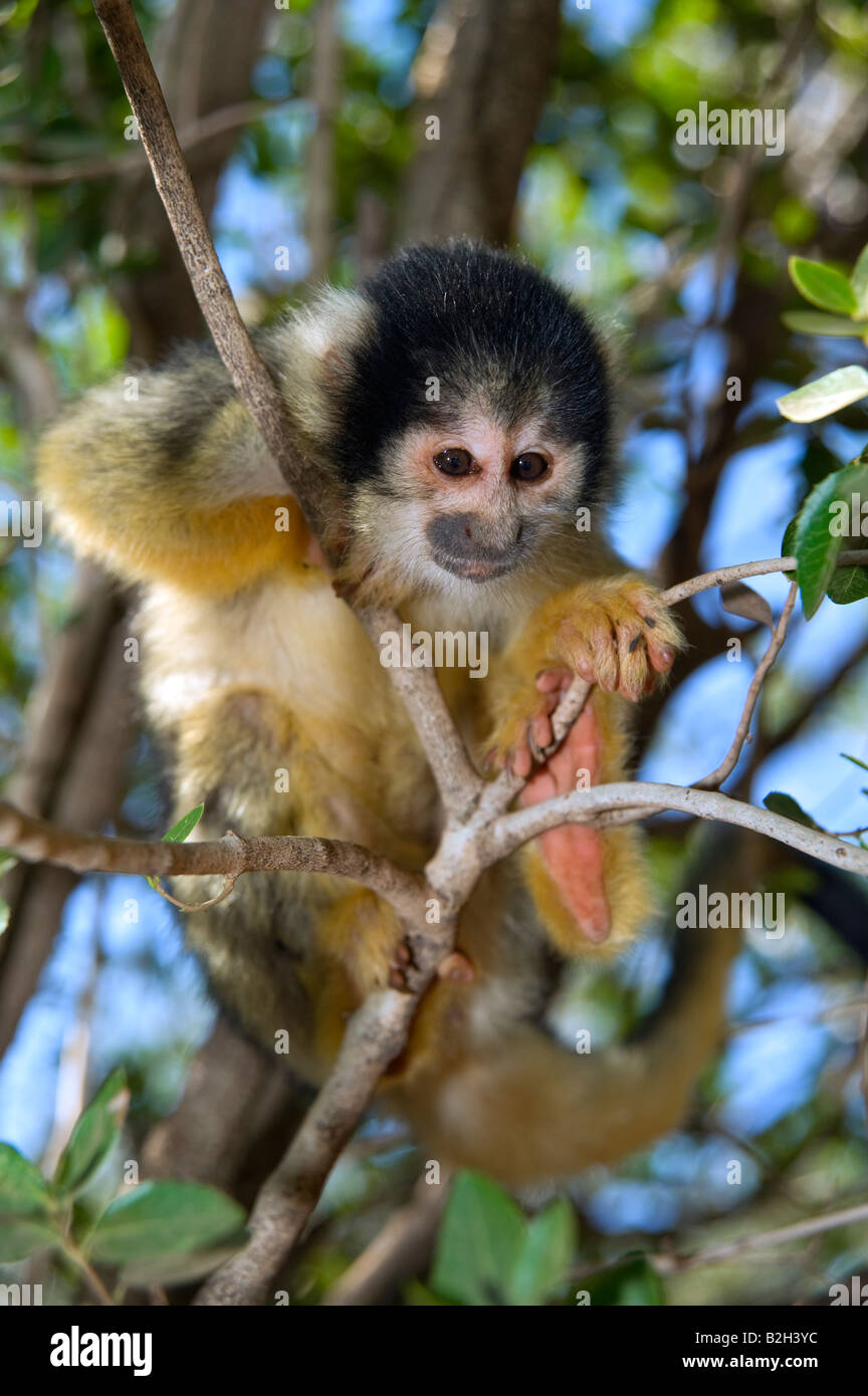 Bebe Singe Ecureuil Banque D Image Et Photos Alamy