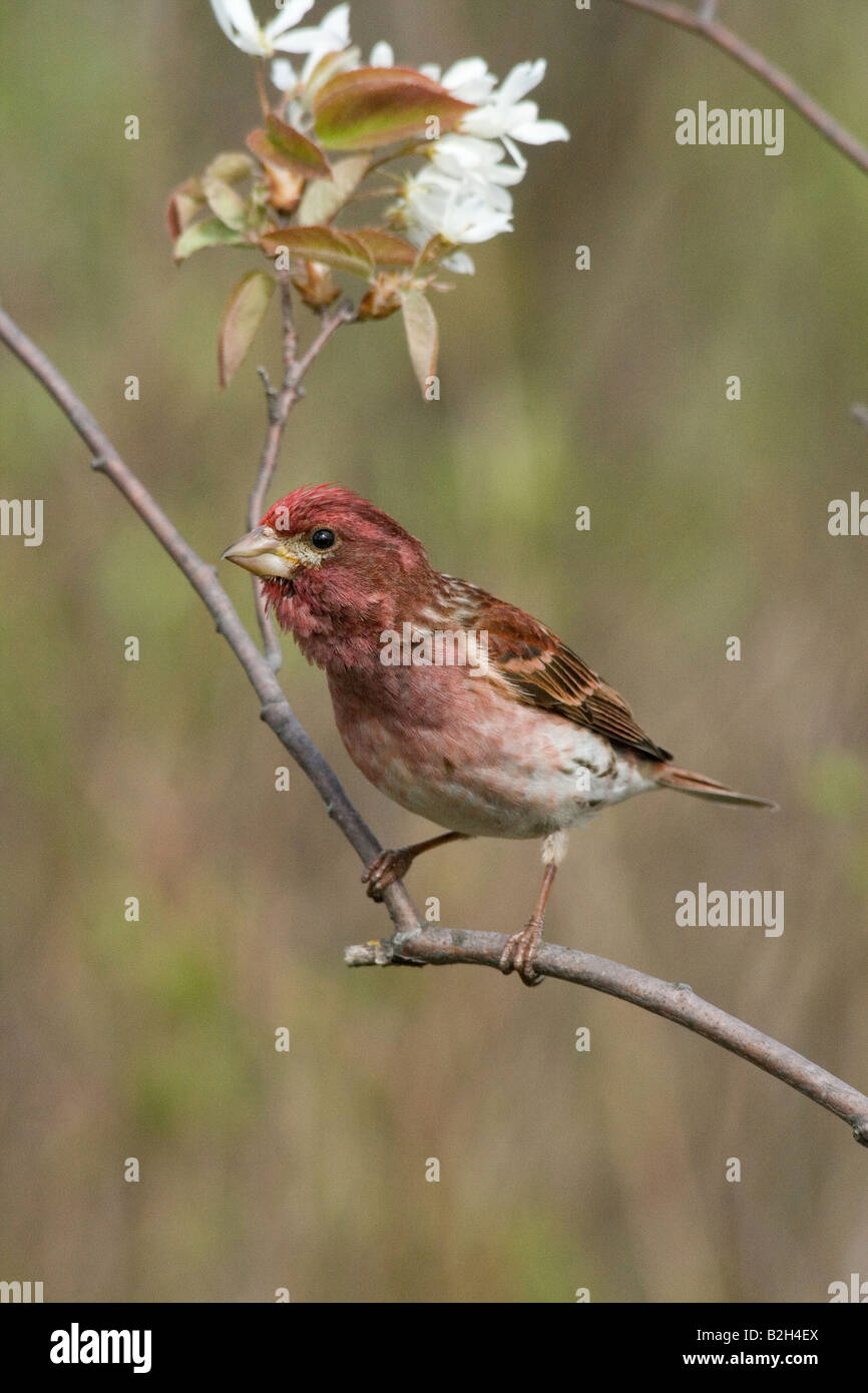 Mâle roselin pourpré Banque D'Images