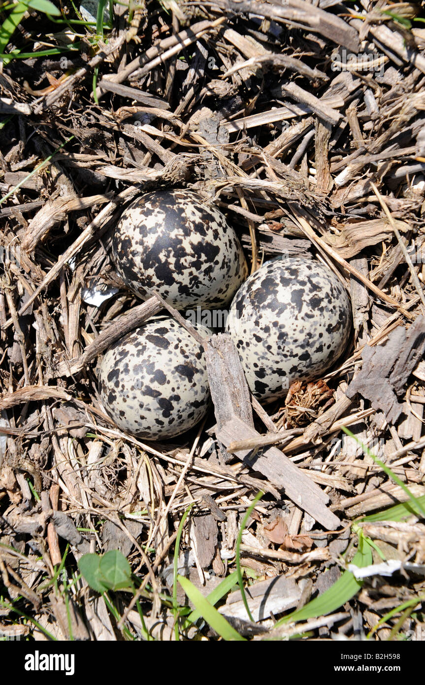 Kildeer des œufs d'oiseaux camouflé sur le terrain Banque D'Images