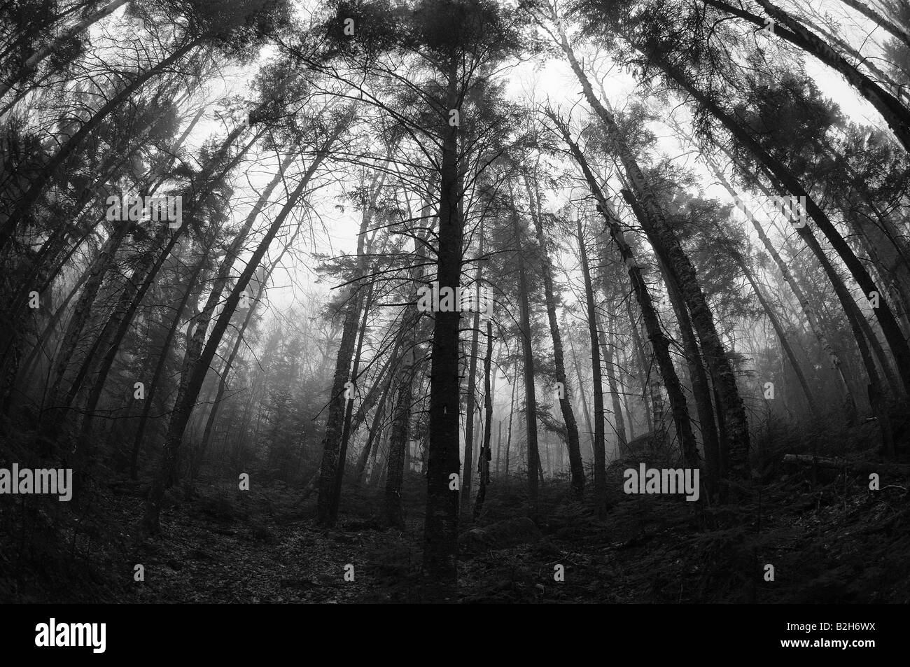 Un noir et blanc, photographie de vue fisheye arbres dans la brume d'automne, pour atteindre autour de l'appareil photo comme si pour étouffer le spectateur Banque D'Images
