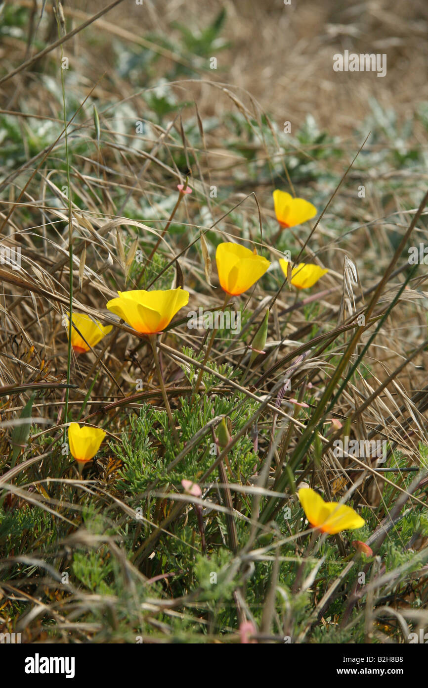 Wildflower coquelicots de Californie (Eschscholzia californica) et les mauvaises herbes Bodega Bay, en Californie. Banque D'Images