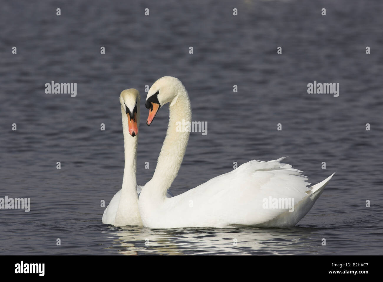 Flirt paire couple Cygne tuberculé Cygnus olor d'oiseaux du lac de l'Europe Banque D'Images