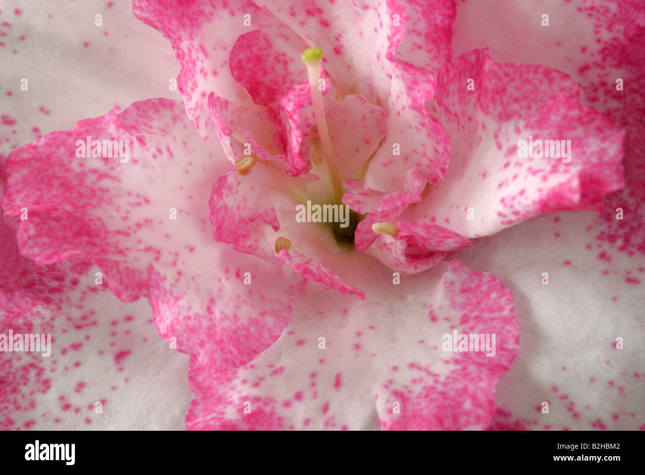 Arbuste à fleurs d'azalées afterimage toile toile de fond d'image close up encore des photos des modèles modèle Banque D'Images