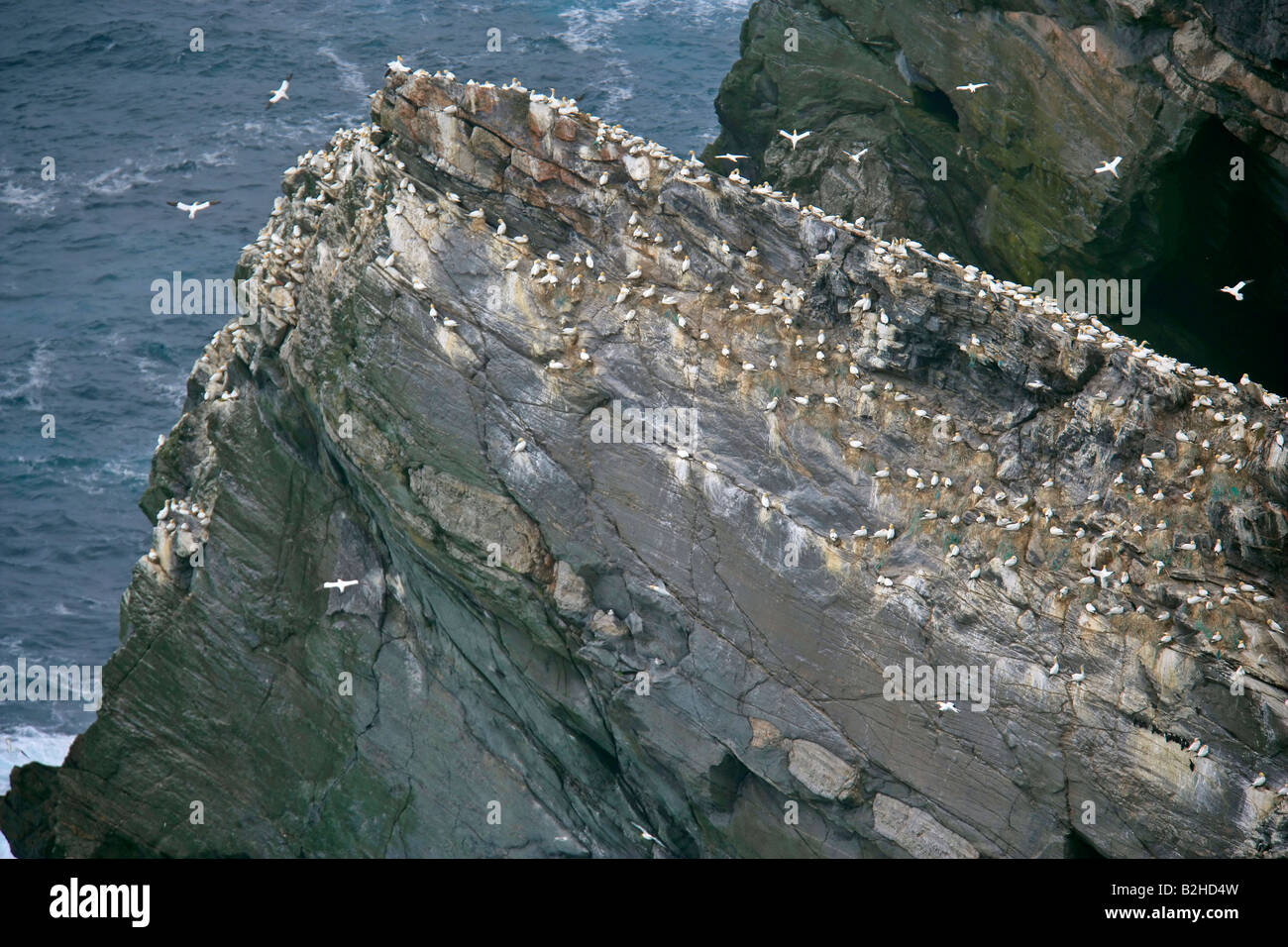 Gannetry Sula bassana Bassan nicheurs sur roche exposée vu de dessus la Réserve Naturelle Hermaness Unst Shetland Isles Scotland UK Banque D'Images