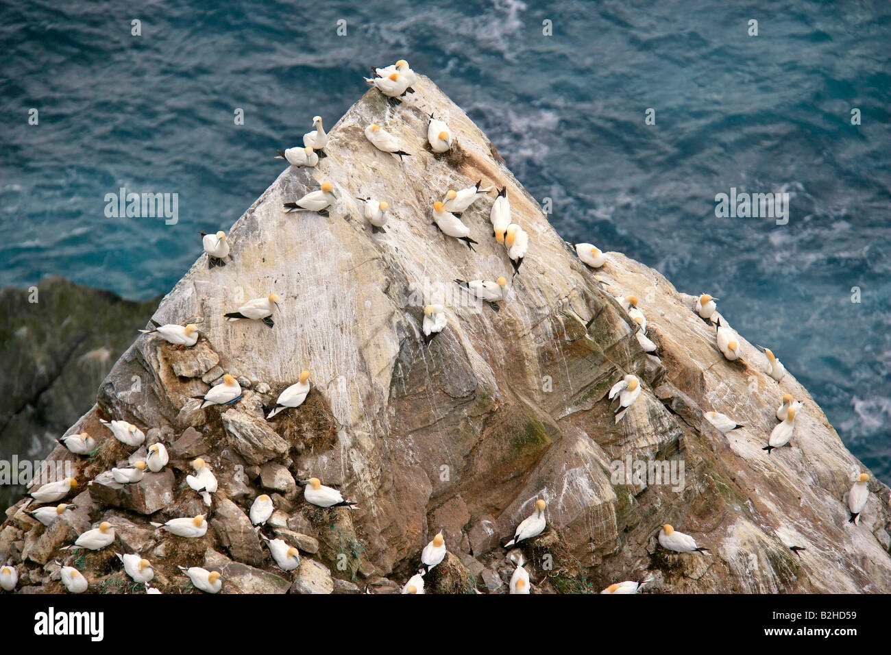 Gannetry Sula bassana Bassan nicheurs sur roche exposée vu de dessus la Réserve Naturelle Hermaness Unst Shetland Isles Scotland UK Banque D'Images
