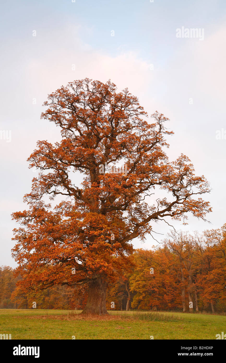 Les arbres feuillus chêne feuilles automne automne automne couleur Baden Württemberg Allemagne Banque D'Images