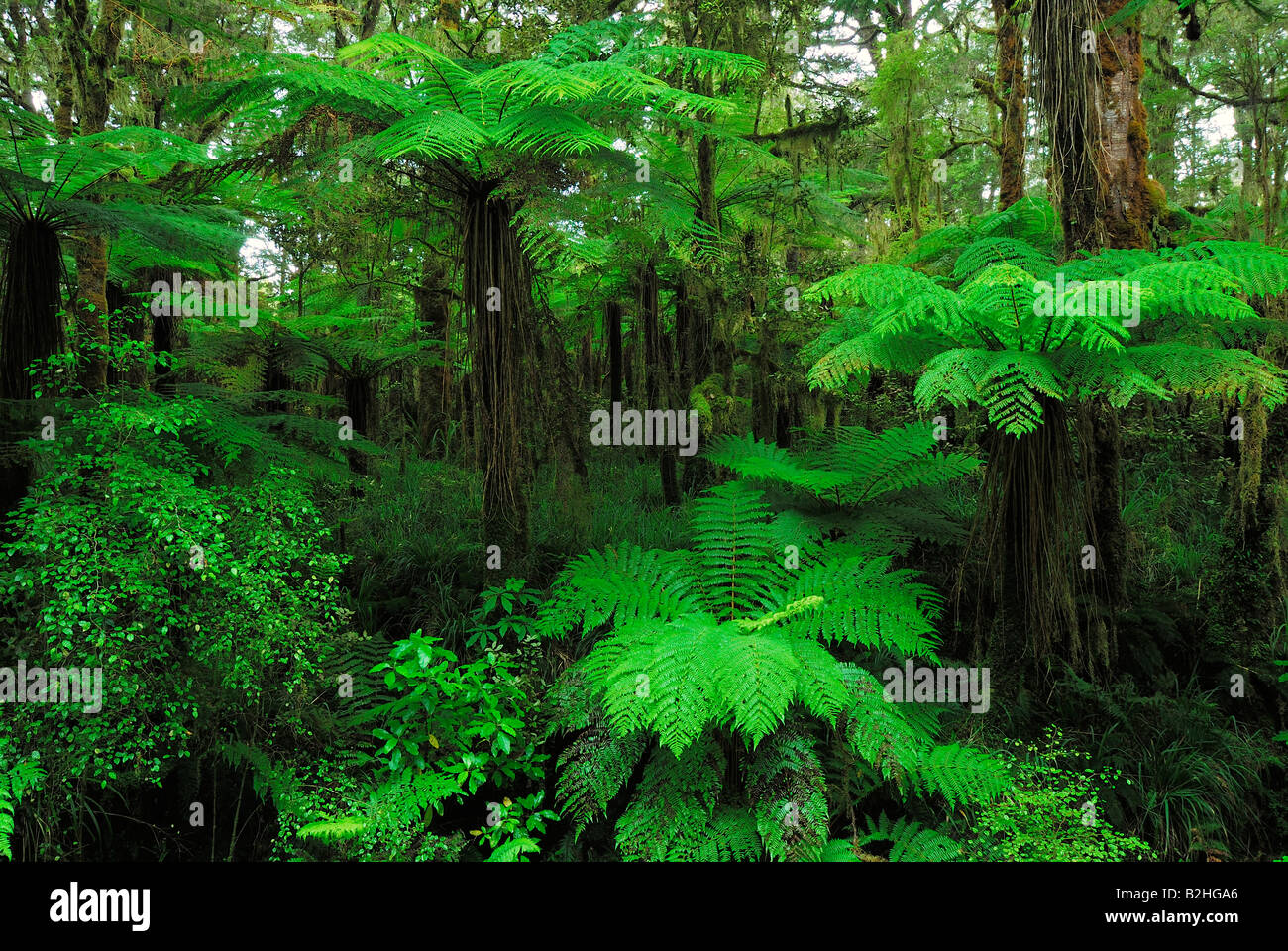 Les fougères arborescentes Cyatheales Bassin Oparara Kahurangi NP National Park Nouvelle-zélande photos toujours fond fond ecran tendance tendances Banque D'Images