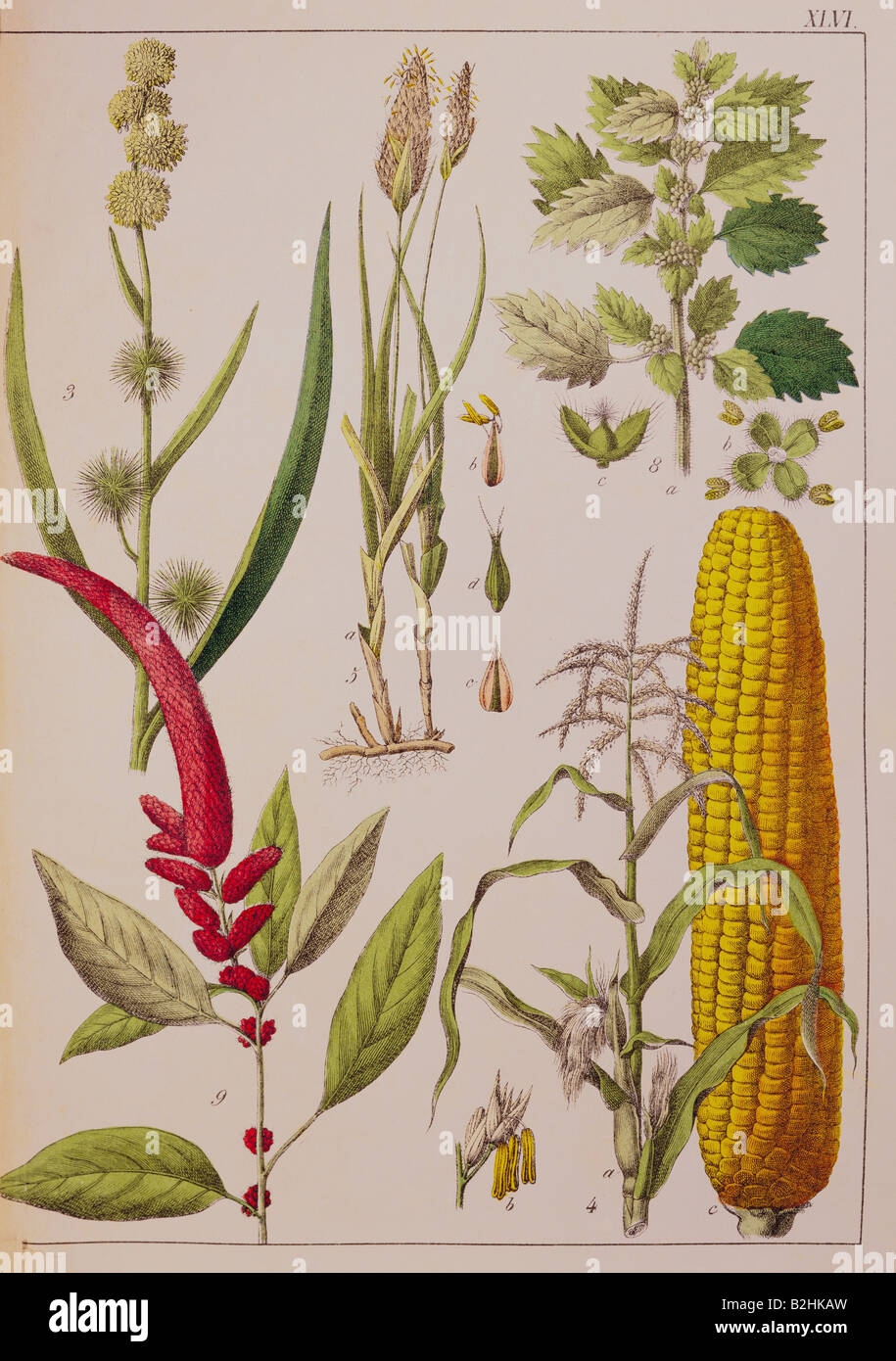 Botany, graminées, de 'Naturageschichte des Pflanzenreichs in Bildern' (histoire naturelle du royaume des plantes en images), Stuttgart, Esslingen, Allemagne, 1853, collection privée, Banque D'Images