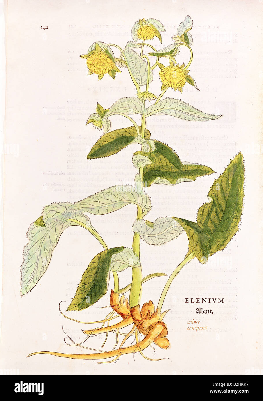 Botany, herbes, elecampane (Inula helenium), coupe de bois, colorée, de 'de historia stimpium', par Leonhart Fuchs, Bâle, Suisse, 1542, Banque D'Images