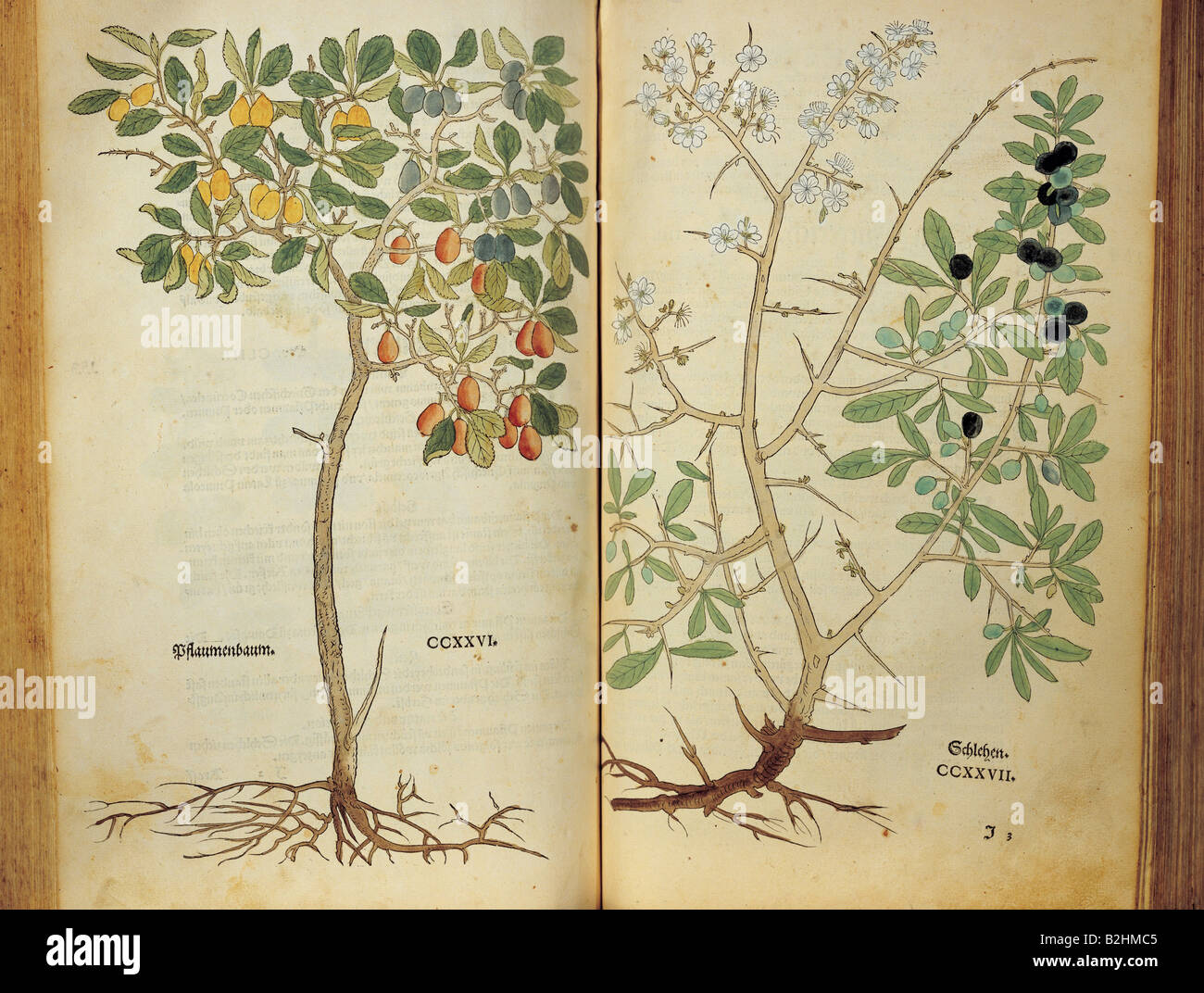 Botany, herbes, argousier noir (Prunus spinosa), de 'Neues Kraeuterbuch' (New Herbal book), de Leonhart Fuchs, boisée par Heinrich Fuellmaurer, colorée, dessinée par Albrecht Mayer, imprimée à M. Isingrin, Bâle, Suisse, 1544, double page 226 / 227, 38 x 22 cm, collection privée, Banque D'Images