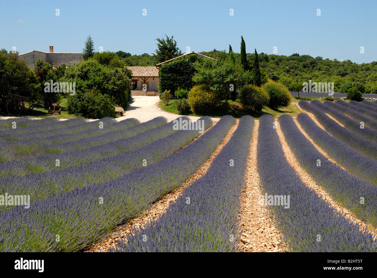 Ferme et champ de lavande en Provence, France Banque D'Images