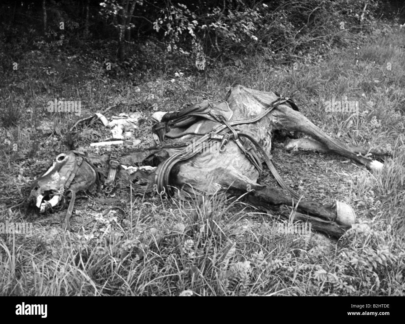 Événements, seconde Guerre mondiale / seconde Guerre mondiale, France, cheval mort sur le bord de la route, été 1940, Banque D'Images