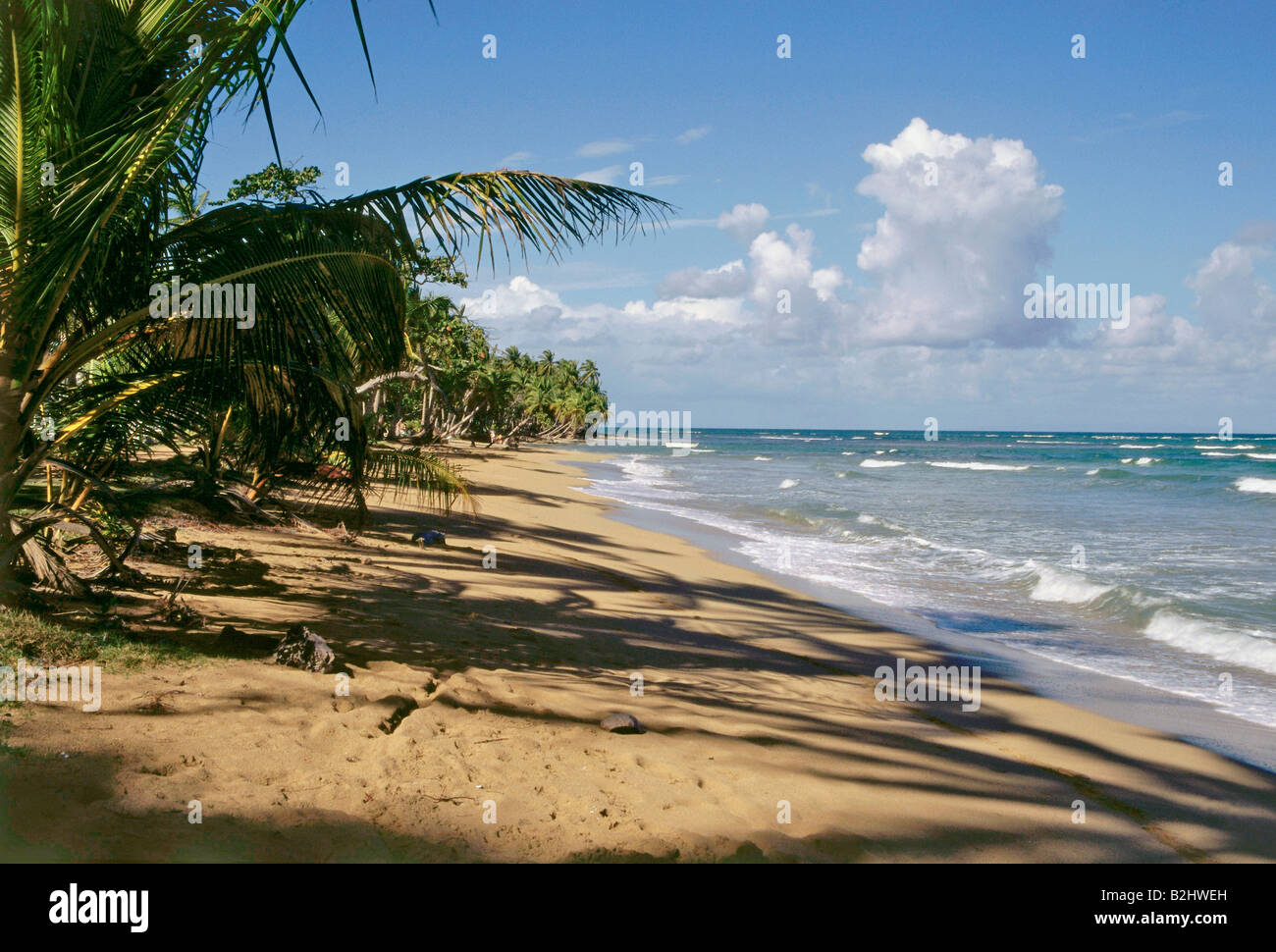 Géographie / voyages, République Dominicaine, Las Galeras, plages, plage, République dominicaine, Amérique Centrale, Caraïbes, palm beach, t Banque D'Images
