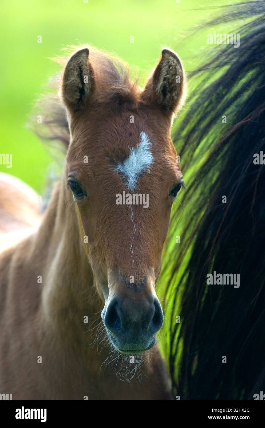Poulain et Mare's Tail Banque D'Images