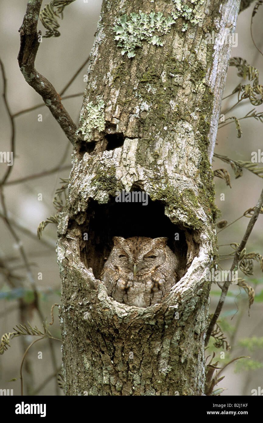 Zoologie / animaux, oiseaux, hiboux / aviaire, Petit-duc maculé, (Megascops asio), assis dans la grotte de l'arbre, en Floride, aux États-Unis, la distribution : Banque D'Images