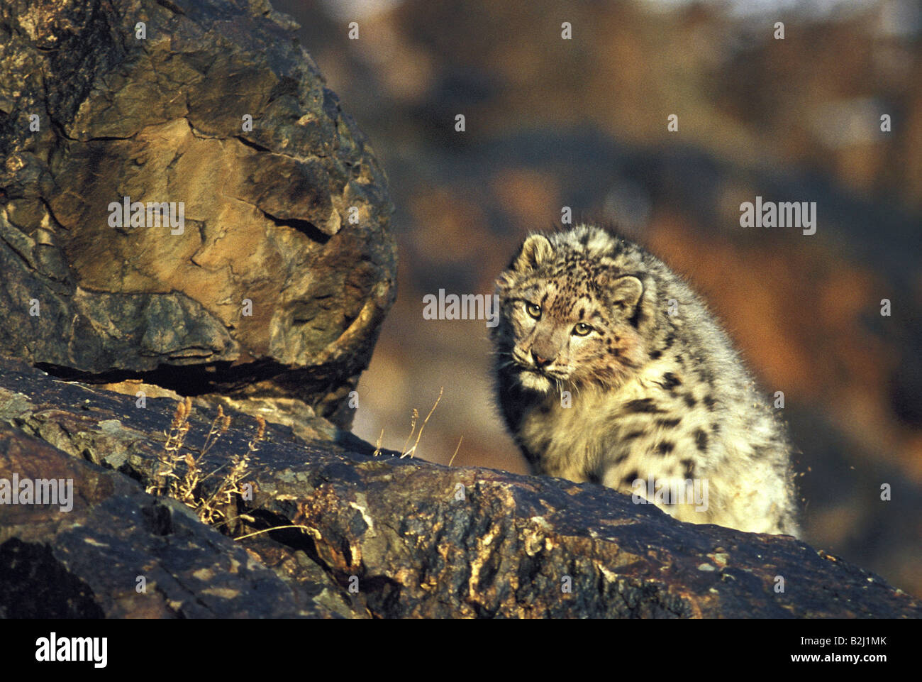 Zoologie / animaux, Mammifères Mammifères /, snow leopard (Panthera unica), assis à côté de rock, les montagnes de l'Altaï, en Mongolie, distribution Banque D'Images