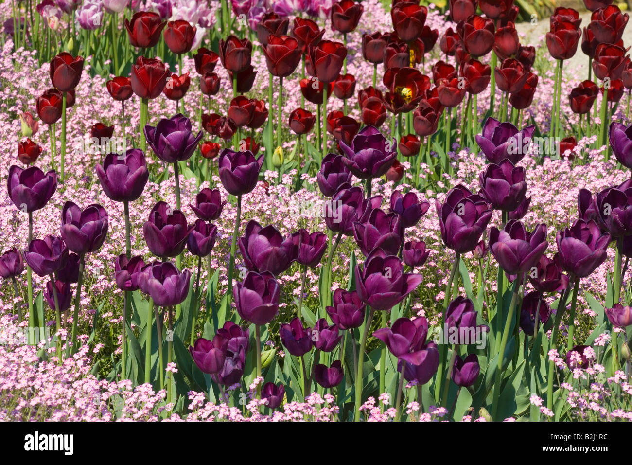 Tulip Tulipa plante en fleurs parterre de fleur lit Allemagne Banque D'Images