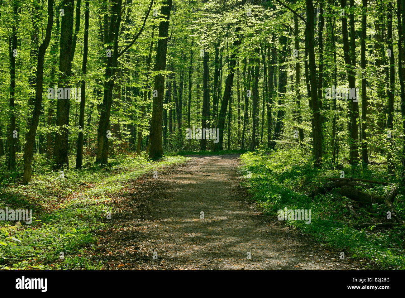 Route forestière des forêts à feuilles caduques au printemps Banque D'Images
