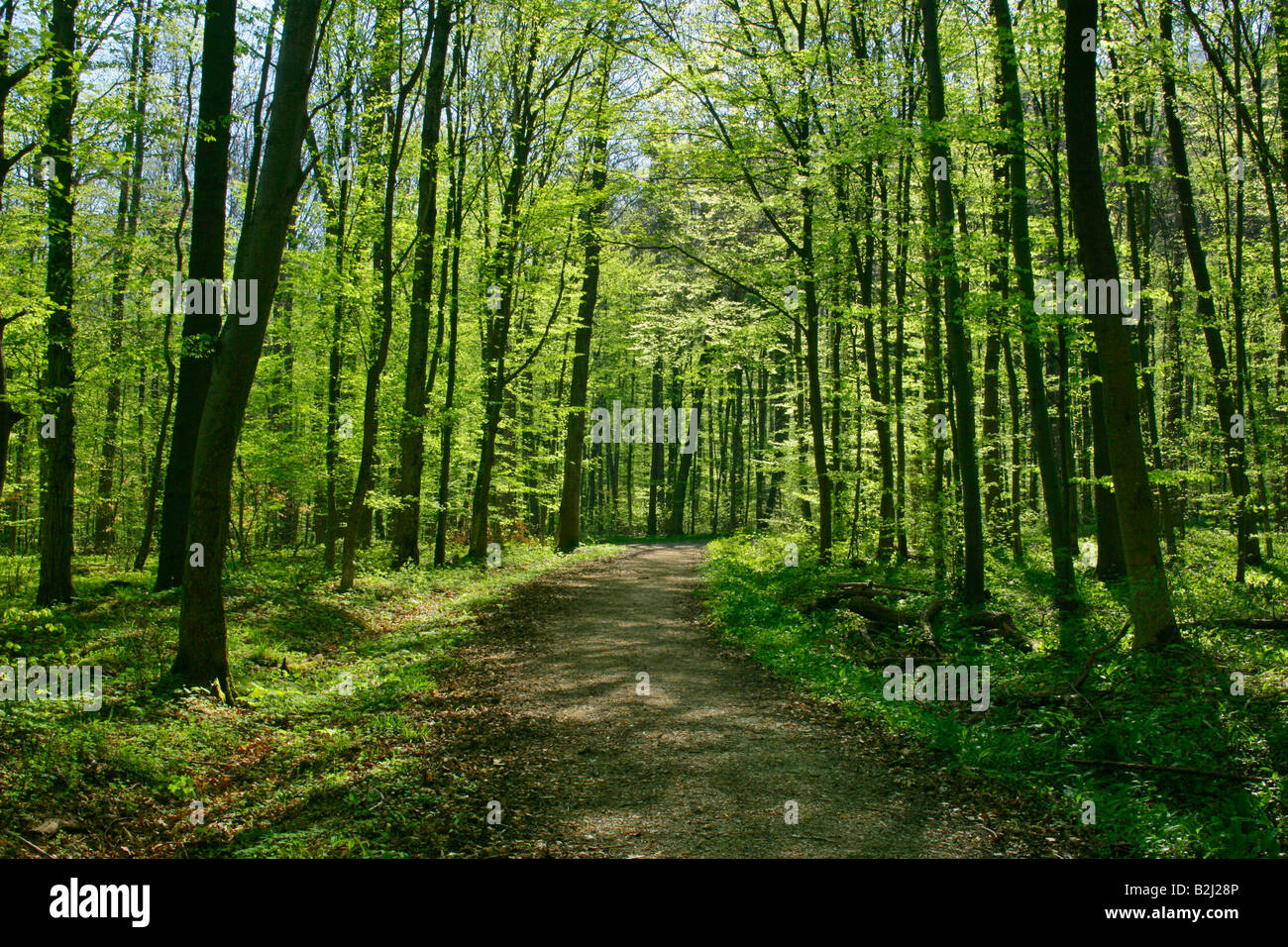 Route forestière des forêts à feuilles caduques au printemps Banque D'Images