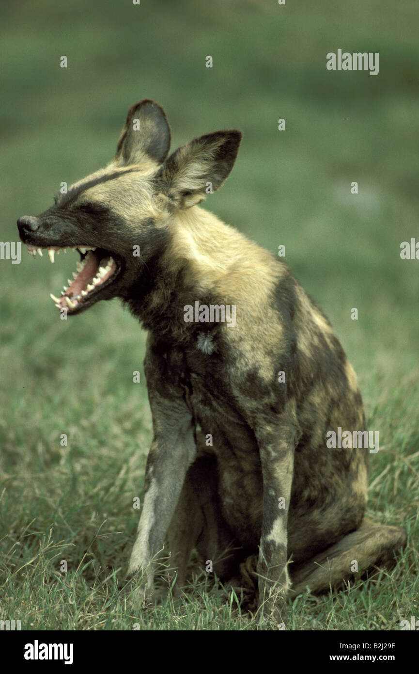 Zoologie / animaux, Mammifères Mammifères /, chiens, (canis), chien sauvage d'Afrique, ( Lycaon pictus), baring teeth, Masai Mara, Kenya, distr Banque D'Images