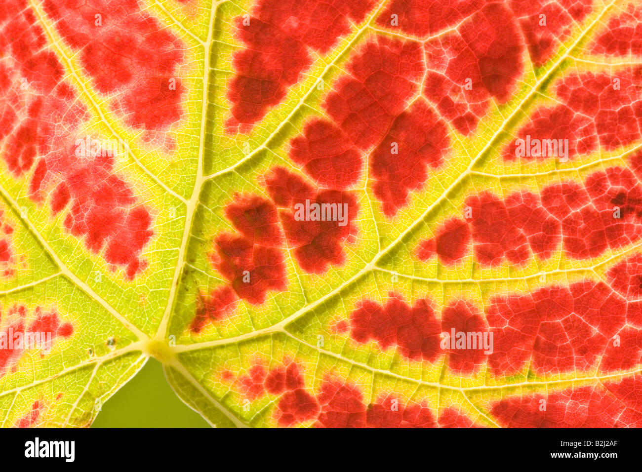 Feuilles feuille de vigne d'automne automne veines- Banque D'Images