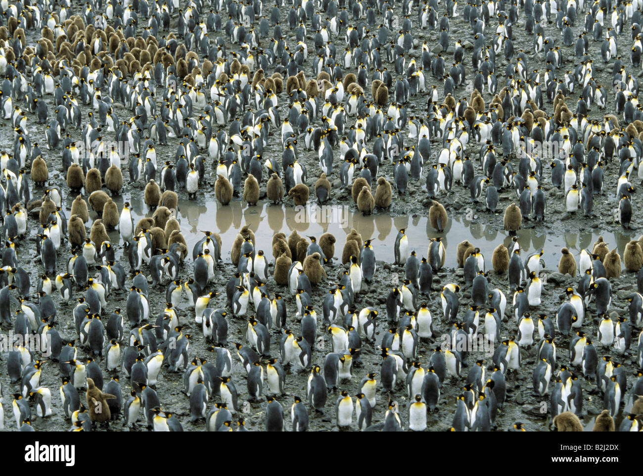 Zoologie / animaux, oiseaux, pingouins, manchot royal (Aptenodytes patagonicus),, colonie, avec des petits, la plaine de Salisbury, la Géorgie du Sud, îles de l'Antarctique : distribution et des îles Falkland,-Additional-Rights Clearance-Info-Not-Available Banque D'Images