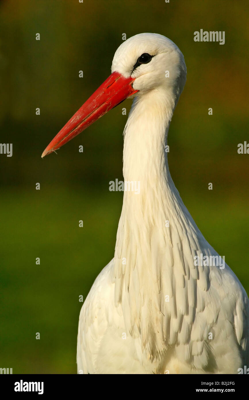 Cigogne blanche Ciconia ciconia grand échassier Baden Württemberg Allemagne Banque D'Images