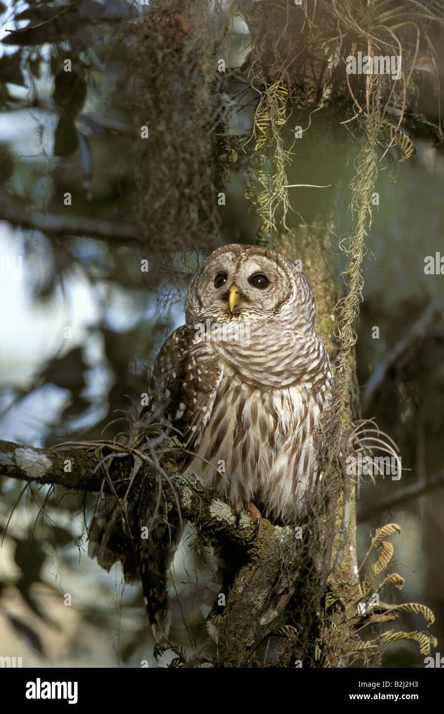 Zoologie / animaux, oiseaux, hiboux / aviaire, Chouette rayée, assis dans l'arbre, en Floride, la distribution : Amérique du Nord, Additional-Rights Clearance-Info-Not-Available- Banque D'Images