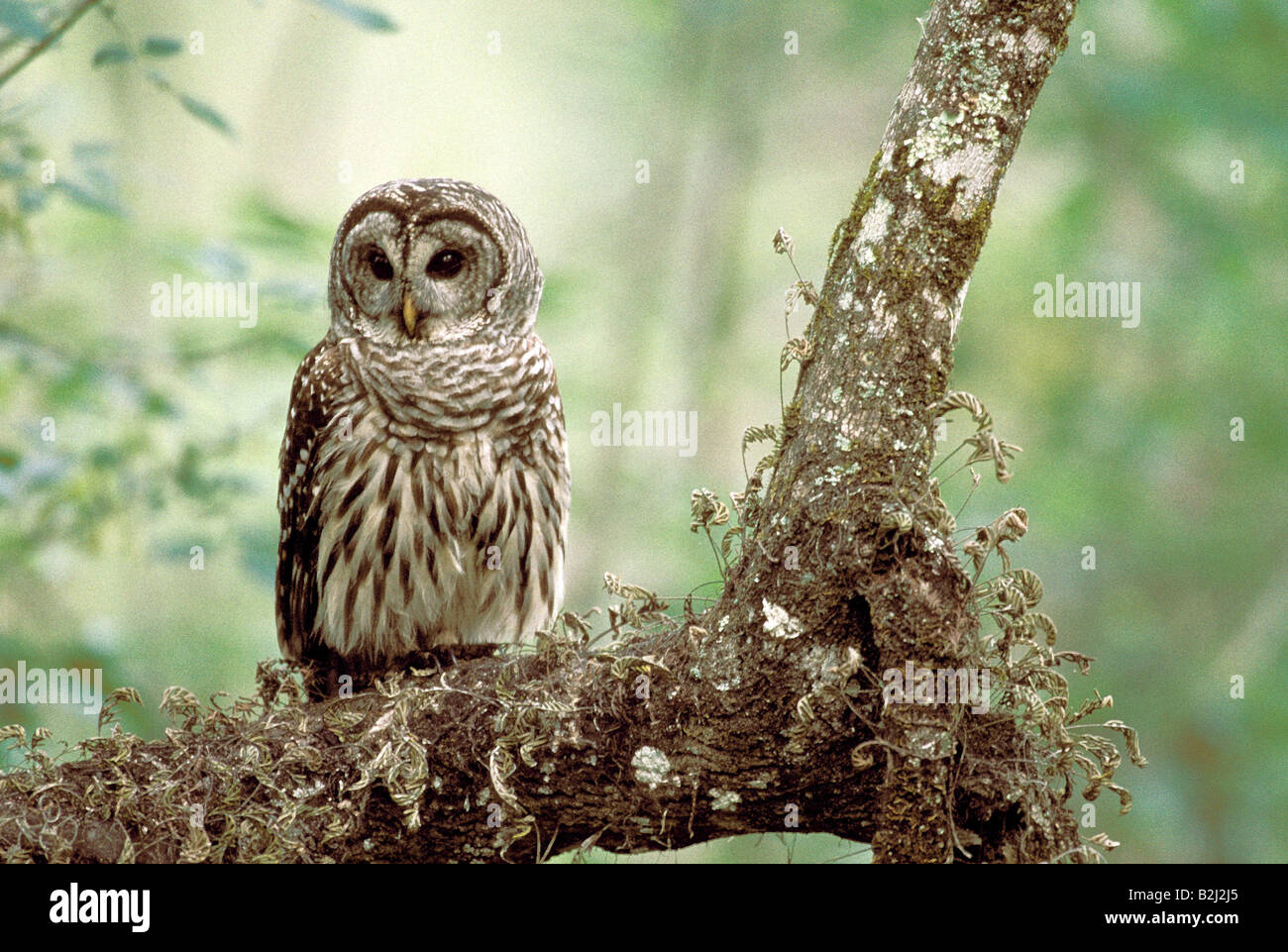 Zoologie / animaux, oiseaux, hiboux / aviaire, Chouette rayée, assis dans l'arbre, en Floride, la distribution : Amérique du Nord, Additional-Rights Clearance-Info-Not-Available- Banque D'Images