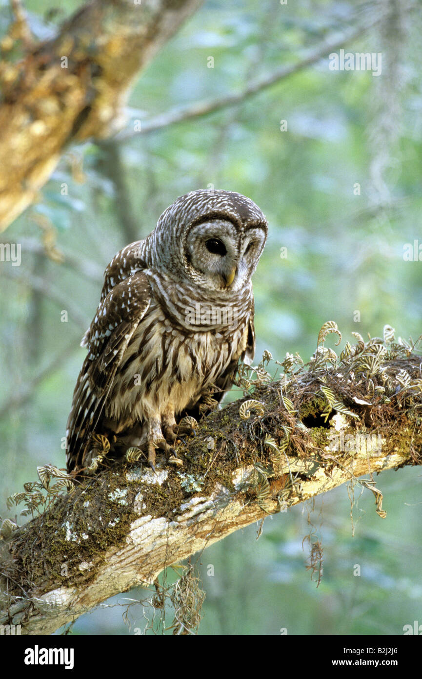 Zoologie / animaux, oiseaux, hiboux / aviaire, Chouette rayée, assis dans l'arbre, en Floride, la distribution : Amérique du Nord, Additional-Rights Clearance-Info-Not-Available- Banque D'Images