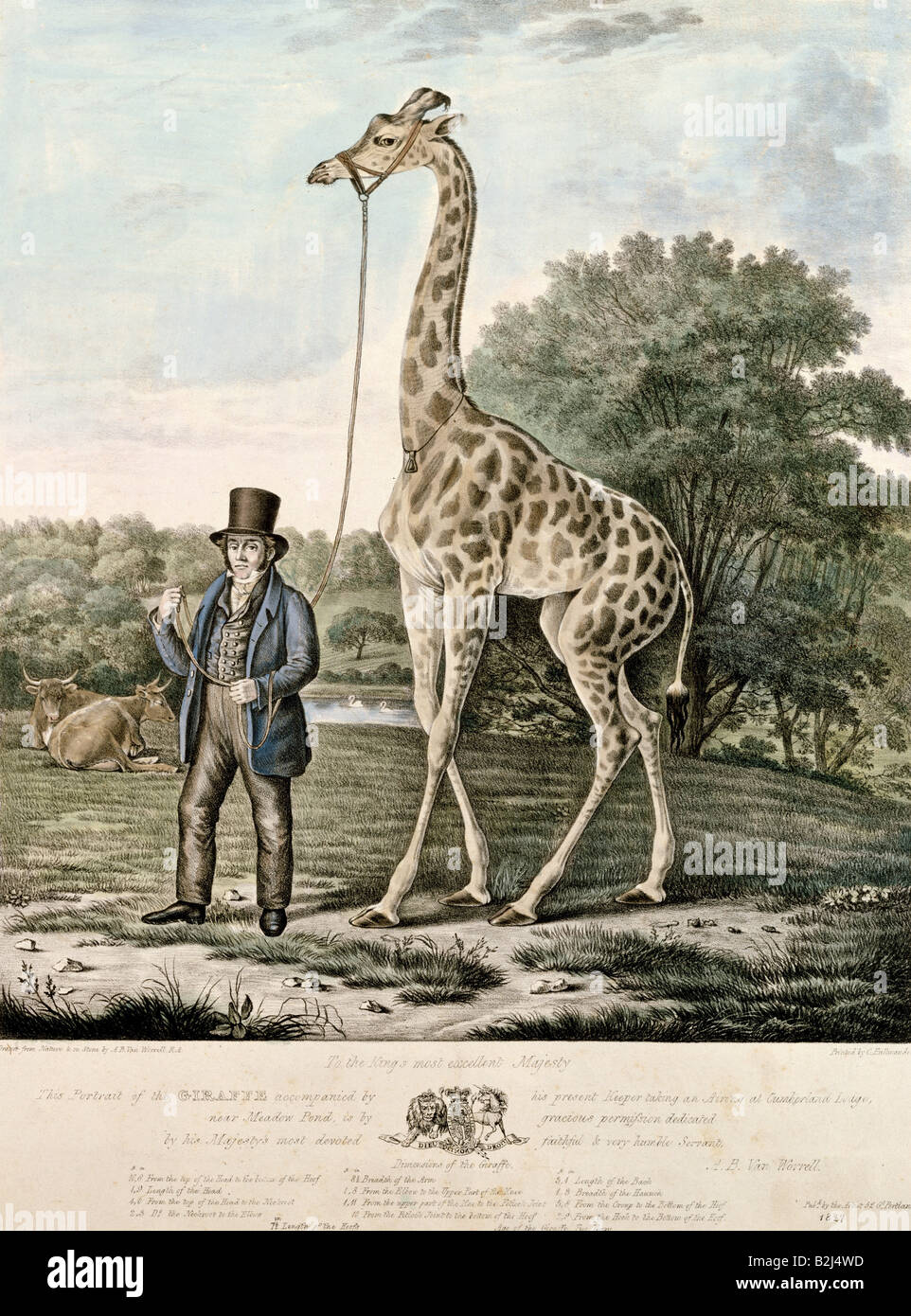 Zoologie / animaux, mammifères / mammifères, Giraffidae, giraffe somalienne (Giraffa camelopardalis reticulata), lithographie colorée, par A. B. van Worrell, 32,8 cm x 28,8 cm, Angleterre, 1827, Banque D'Images