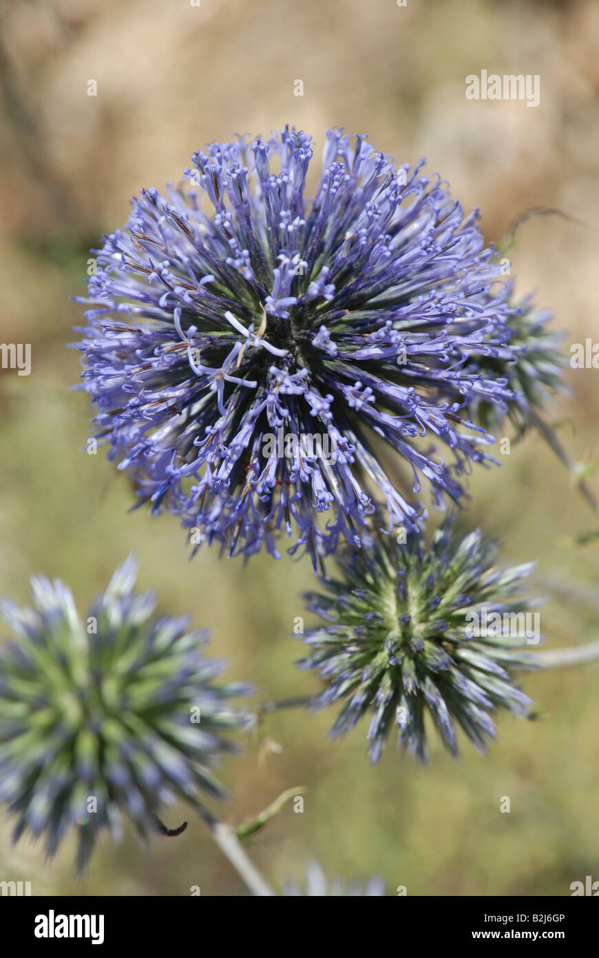 Poireau sauvage à feuilles larges ou une saucisse végétarienne traditionnelle galloise de l'ail sauvage Banque D'Images