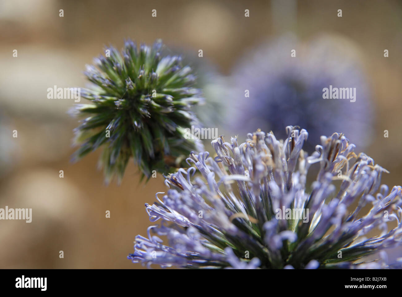 Poireau sauvage à feuilles larges ou une saucisse végétarienne traditionnelle galloise de l'ail sauvage Banque D'Images