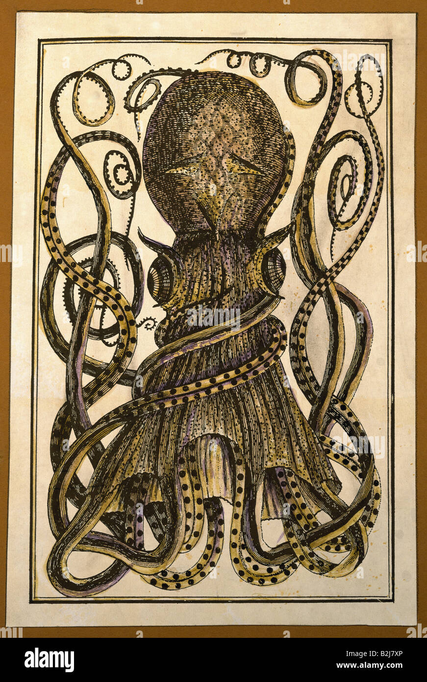 Zoologie, mollusques, calmars (Teuthida), calmar géant, coupe du bois, France, XVIIIe siècle, collection privée, animal, animaux, Octopus, historique, historique, Banque D'Images