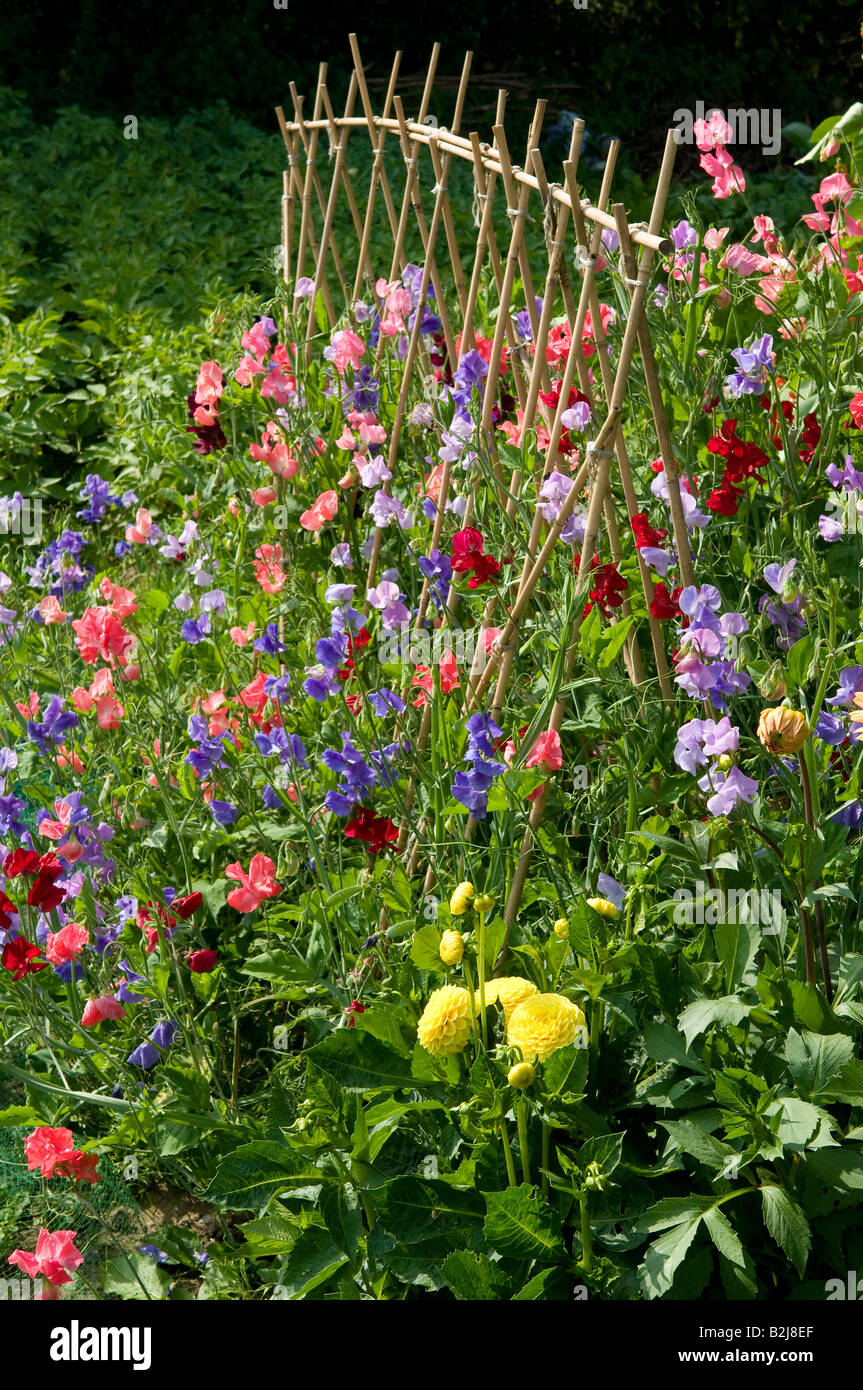fleurs de pois doux et cadre de canne de haricots de chemin dans le jardin, norfolk, angleterre Banque D'Images