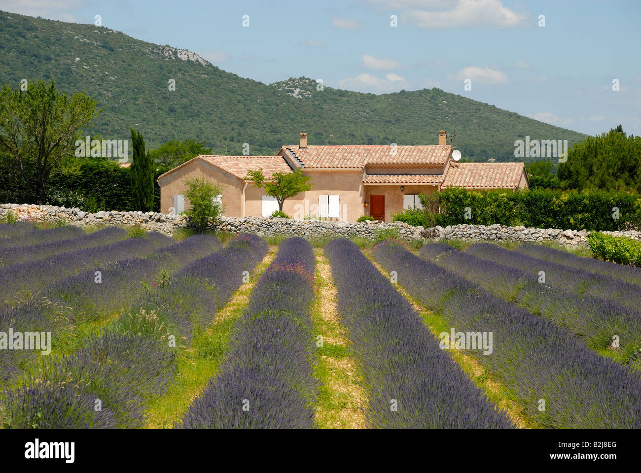 Ferme et champ de lavande en Provence, France Banque D'Images