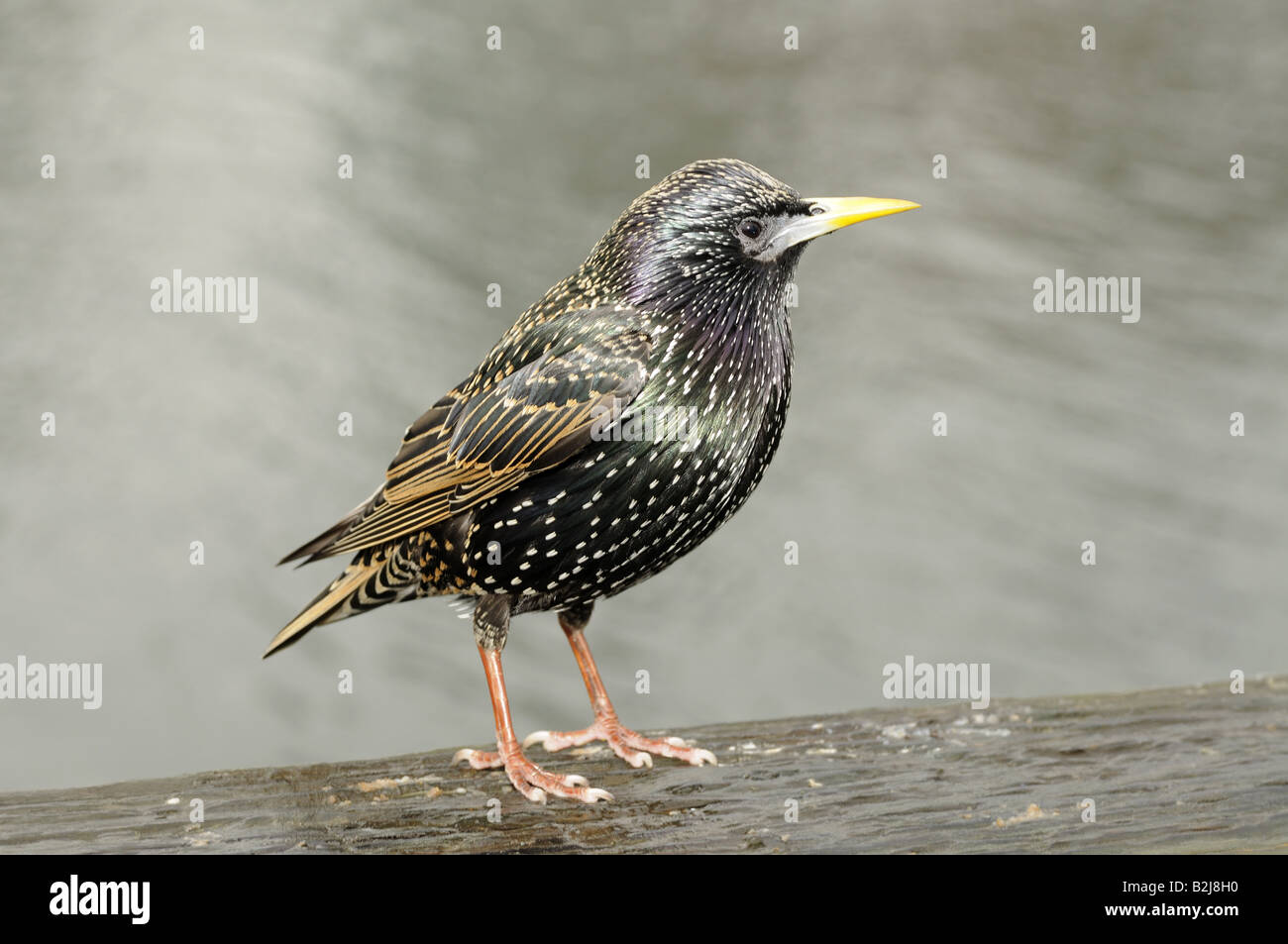 Starling (famille des Fringillidae) Banque D'Images