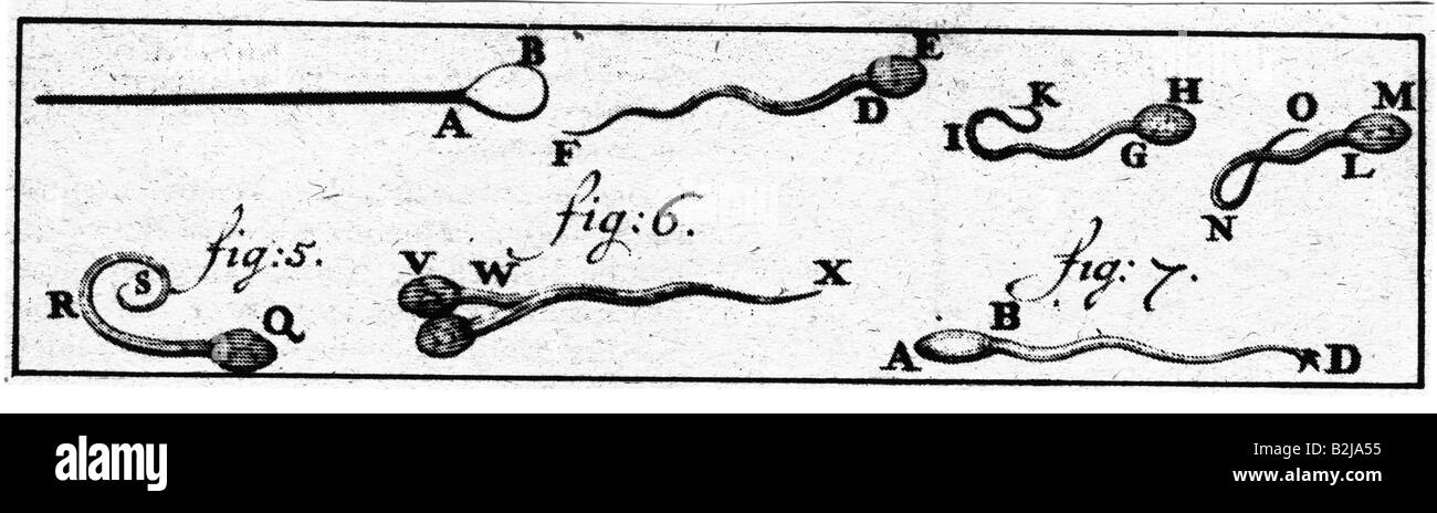 Leeuwenhoek, Antoni van, 24.10.1632 - 27.8.1723, scientifique néerlandais, son illustration, de spermes, de moutons, vers 1677, au microscope, gravure, Banque D'Images