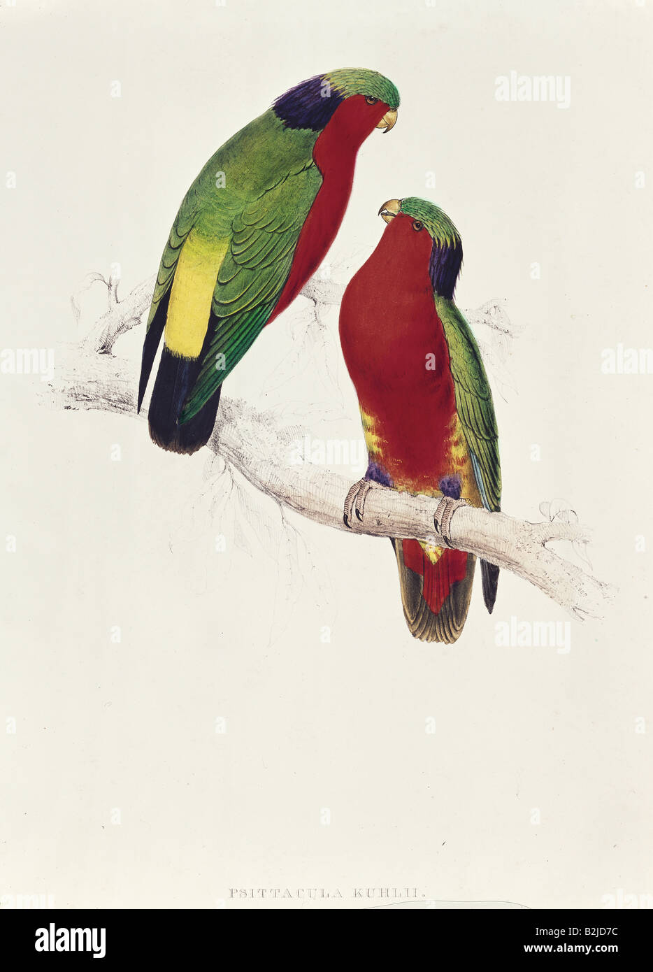 Zoologie, oiseau / oiseau, Kuhls Parrakeet (Psittacula Kuhlii), lithographie d'Edward Lear, 'Illustrations de la famille des Psittacidae', Londres, 1831 - 1833, collection privée, , Banque D'Images