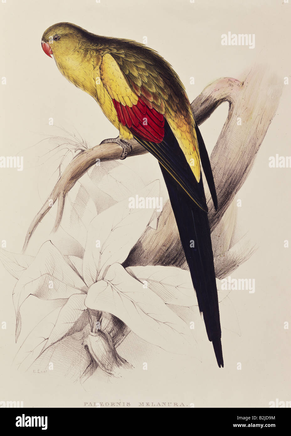 Zoologie, oiseau / oiseau, Psittacula, lithographie d'Edward Lear, 'Illustrations de la famille des Psittacidae', Londres, 1831 - 1833, collection privée, , Banque D'Images
