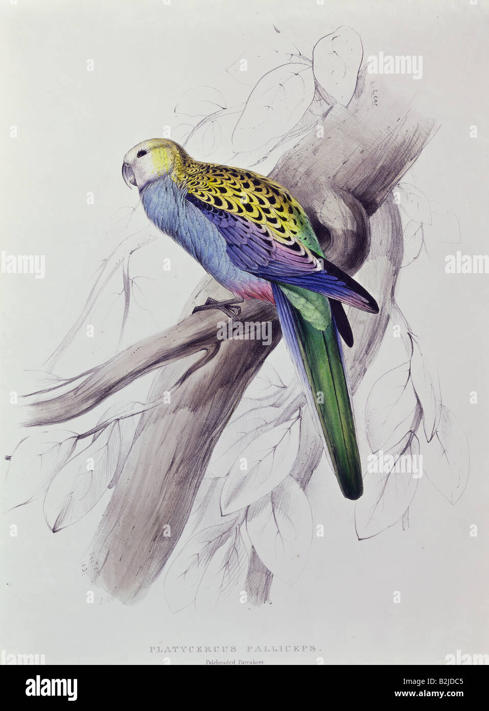 Zoologie, oiseau / oiseau, Rosella (Platycercus), lithographie d'Edward Lear, 'Illustrations de la famille des Psittacidae', Londres, 1831 - 1833, collection privée, , Banque D'Images