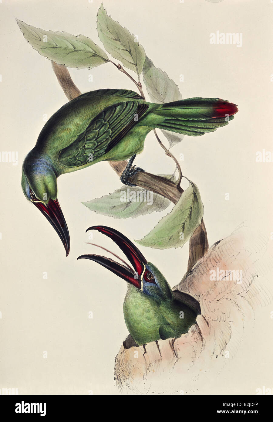 Zoologie, oiseau / oiseau, Toucan (Ramphastidae), toucan vert, lithographie d'Edward Lear, 'Illustrations de la famille des Psittacidae', Londres, 1831 - 1833, collection privée, Banque D'Images