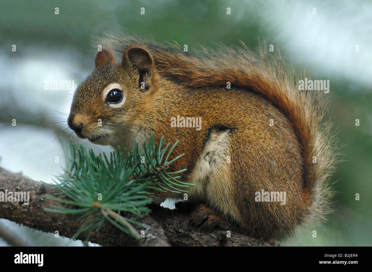 Un portrait de l'écureuil rouge Banque D'Images