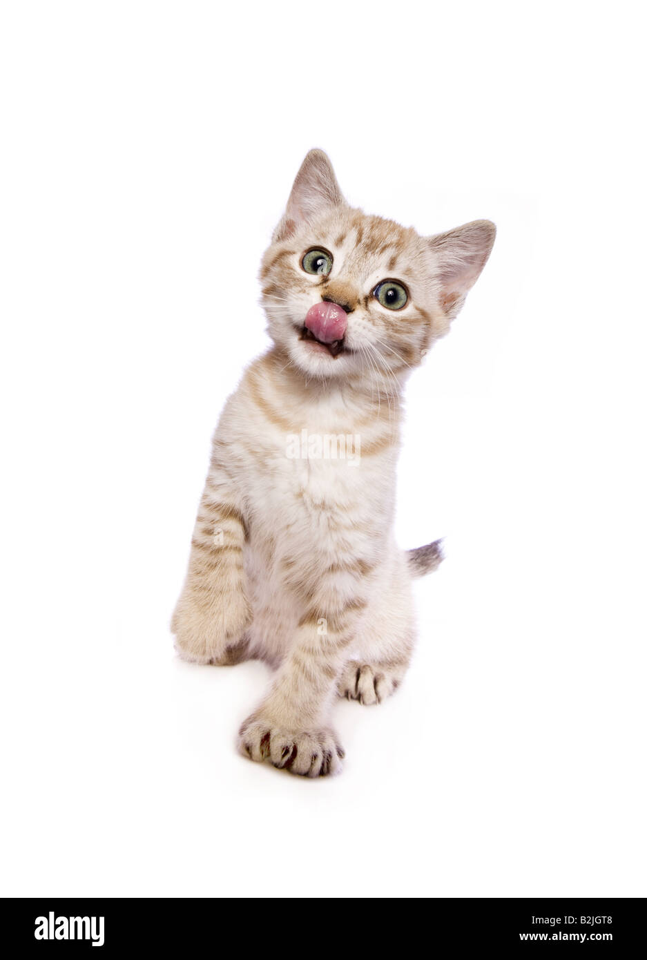 Mignon chaton ludique avec la langue dehors et paw up isolé sur fond blanc Banque D'Images
