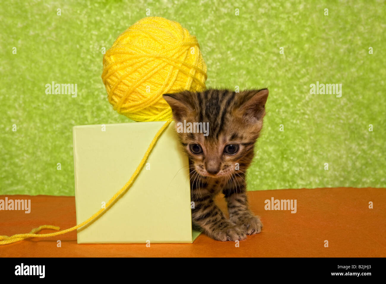 Cute chatons colorés sur fond vert et orange avec boule de fil jaune Banque D'Images Cute chatons colorés sur fond vert et orange avec boule de fil jaune Banque D'Images