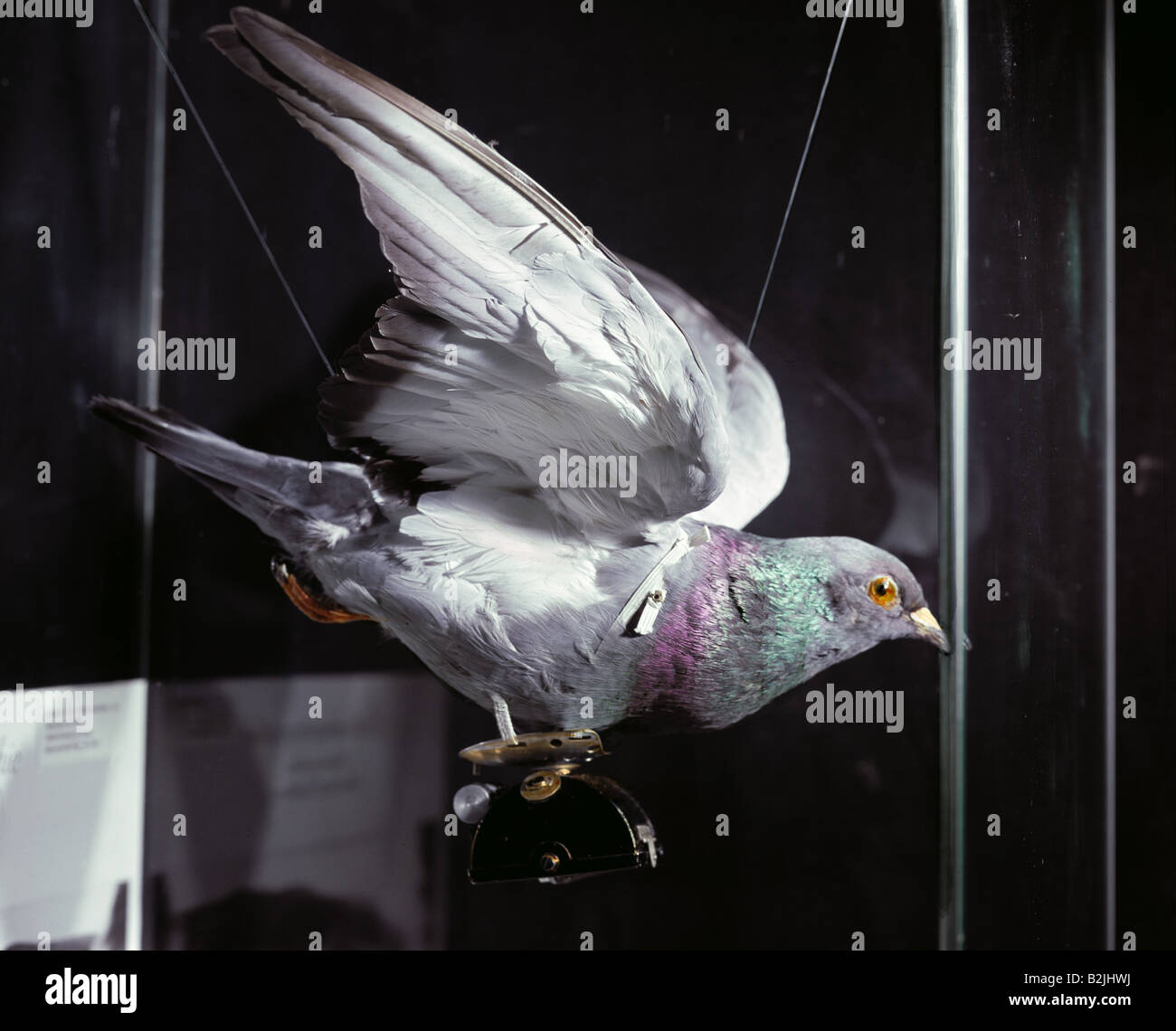 Photographie, appareils photo, appareil photo de compagnie de pigeon, Allemagne, fin du XIXe siècle, Musée de la ville de Munich, Musée de la photo, Banque D'Images