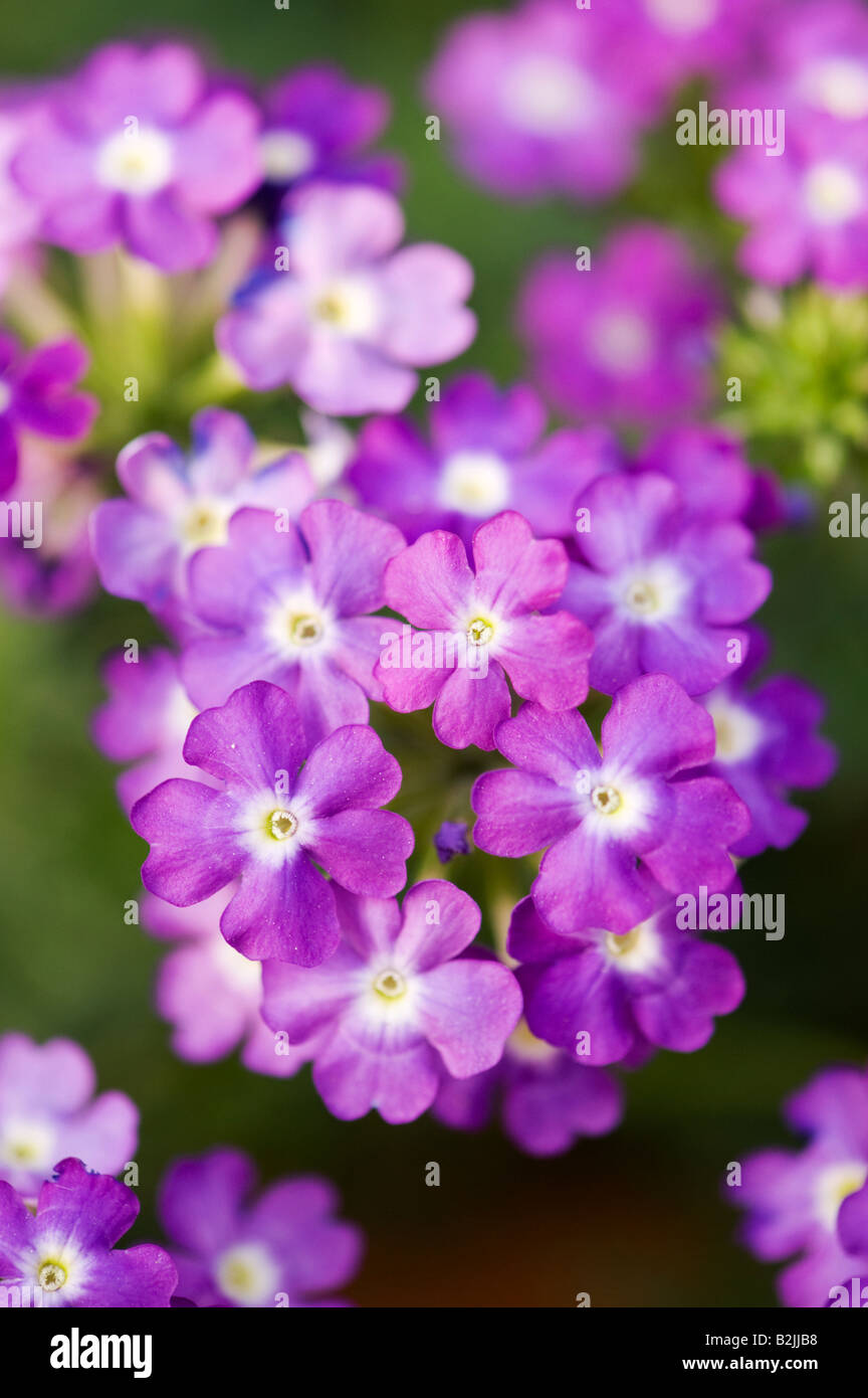 Verveine aztec magic fleurs violettes portrait Banque D'Images